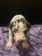 Great Dane Puppies for sale in Des Moines, IA, USA. price: NA