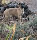 Great Dane Puppies for sale in Sonora, CA 95370, USA. price: NA
