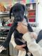 Great Dane Puppies for sale in Morrill, ME 04952, USA. price: $800