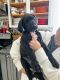 Great Dane Puppies for sale in Morrill, ME 04952, USA. price: NA