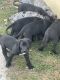 Great Dane Puppies for sale in Fulda, MN 56131, USA. price: NA