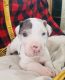 Great Dane Puppies for sale in Carrington, ND 58421, USA. price: NA