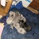 Great Dane Puppies for sale in Hillsboro, WV, USA. price: $1,000