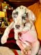 Great Dane Puppies for sale in Charleston, WV, USA. price: NA