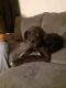 Great Dane Puppies for sale in Melbourne, AR 72556, USA. price: $500