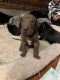 Great Dane Puppies for sale in 74 Chicago Blvd, Detroit, MI 48202, USA. price: NA