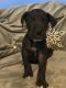 Great Dane Puppies for sale in Kokomo, IN, USA. price: $450