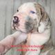 Great Dane Puppies for sale in Dalton, GA, USA. price: $1,500