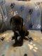 Great Dane Puppies for sale in Howard City, MI 49329, USA. price: NA