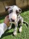 Great Dane Puppies for sale in ELEVEN MILE, AZ 85122, USA. price: NA