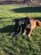 Great Dane Puppies for sale in Uniontown, PA 15401, USA. price: NA