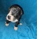Great Dane Puppies for sale in Lorain, OH 44055, USA. price: $75,000