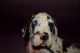 Great Dane Puppies for sale in Berlin, PA 15530, USA. price: $1,500