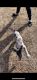 Great Dane Puppies for sale in Success, MO 65570, USA. price: NA