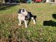 Great Dane Puppies for sale in Zephyrhills, FL, USA. price: $1,500