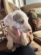 Great Dane Puppies for sale in Flint, MI, USA. price: $700