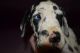 Great Dane Puppies for sale in Berlin, PA 15530, USA. price: $800