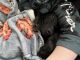Great Dane Puppies for sale in 301 Maude Ave, Abbeville, LA 70510, USA. price: $400