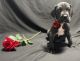 Great Dane Puppies for sale in Liberty, NY, USA. price: $2,499