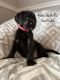 Great Dane Puppies for sale in Greeneville, TN 37745, USA. price: NA