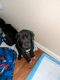 Great Dane Puppies for sale in Brighton, CO, USA. price: $1,200