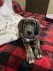Great Dane Puppies for sale in Tuttle, OK 73089, USA. price: NA