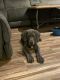 Great Dane Puppies for sale in Franklinville, Franklin, NJ 08322, USA. price: $2,000