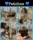 Great Dane Puppies for sale in Hertford, NC 27944, USA. price: NA