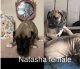 Great Dane Puppies for sale in Urbandale, IA 50322, USA. price: $2,000