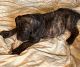 Great Dane Puppies for sale in State College, PA, USA. price: NA