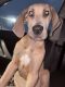 Great Dane Puppies for sale in East Alton, IL 62024, USA. price: $3,600