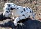 Great Dane Puppies for sale in Luray, VA 22835, USA. price: $800