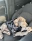 Great Dane Puppies for sale in Miami, FL, USA. price: $8,000