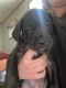 Great Dane Puppies for sale in Milford, Milford Charter Twp, MI 48381, USA. price: NA
