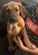 Great Dane Puppies for sale in Lancaster, CA, USA. price: $700