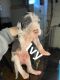 Great Dane Puppies for sale in Arrington, VA 22922, USA. price: $1,500