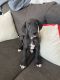 Great Dane Puppies for sale in Carlisle, OH, USA. price: $300