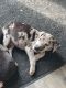 Great Dane Puppies for sale in Lakewood, WA, USA. price: $1,500