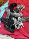 Great Dane Puppies for sale in Alliance, OH 44601, USA. price: NA