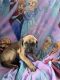 Great Dane Puppies for sale in Sherman, NY 14781, USA. price: NA