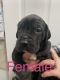 Great Dane Puppies for sale in Victorville, CA, USA. price: NA
