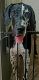 Great Dane Puppies for sale in Orlando, FL, USA. price: $2,600