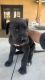 Great Dane Puppies for sale in Lancaster, CA, USA. price: $1,200