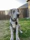 Great Dane Puppies for sale in Rockwall, TX, USA. price: $600