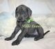 Great Dane Puppies for sale in Millersport, OH 43046, USA. price: $2,800