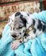 Great Dane Puppies for sale in Minnesota City, MN 55959, USA. price: NA