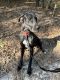 Great Dane Puppies for sale in Fayetteville, NC 28314, USA. price: $500