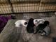 Great Dane Puppies for sale in Apple Valley, CA 92308, USA. price: $1,600