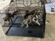Great Dane Puppies for sale in Fort Pierce, FL, USA. price: $2,000