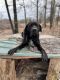 Great Dane Puppies for sale in Ava, MO 65608, USA. price: NA